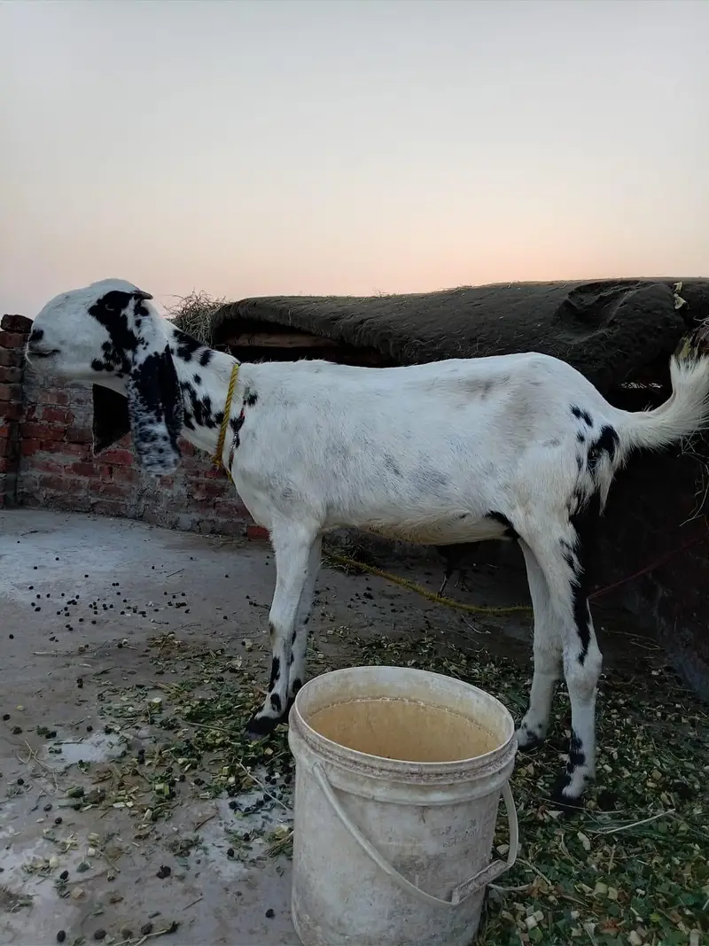 4 dant ek man ki karas hai 0318/049/4722/ — photo 3