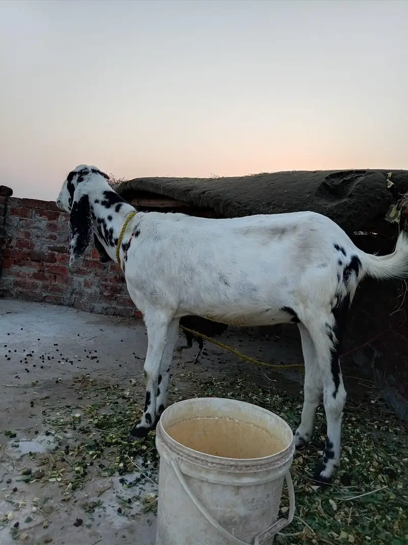4 dant ek man ki karas hai 0318/049/4722/ — photo 4