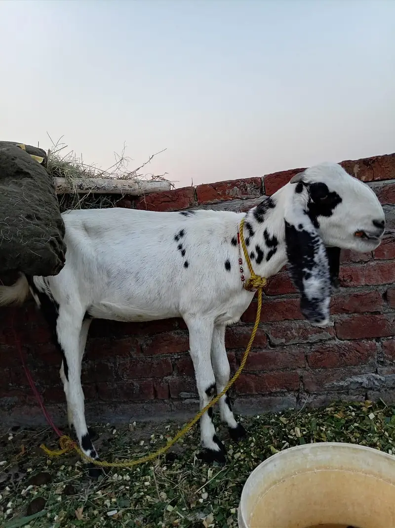 4 dant ek man ki karas hai 0318/049/4722/ — photo 5