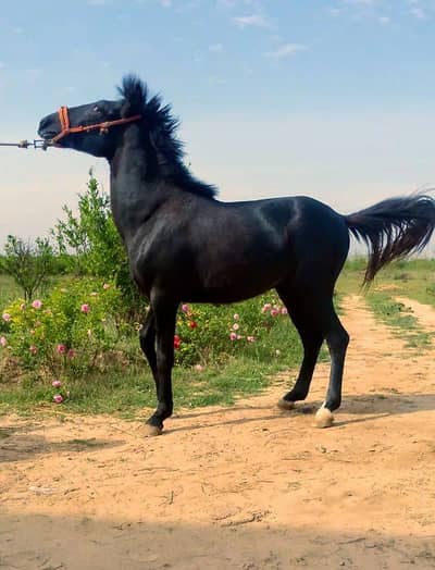 vachara for sale