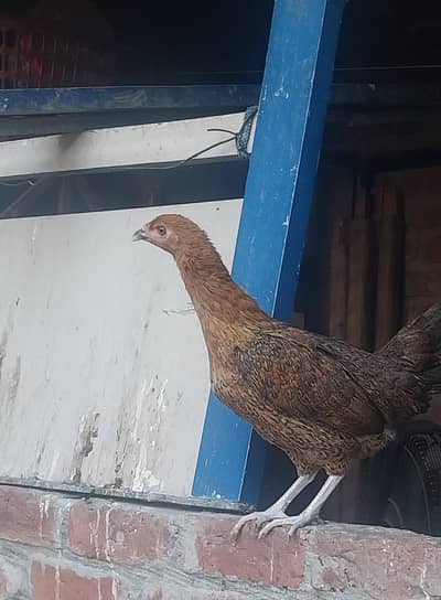 golden misri hens male and female