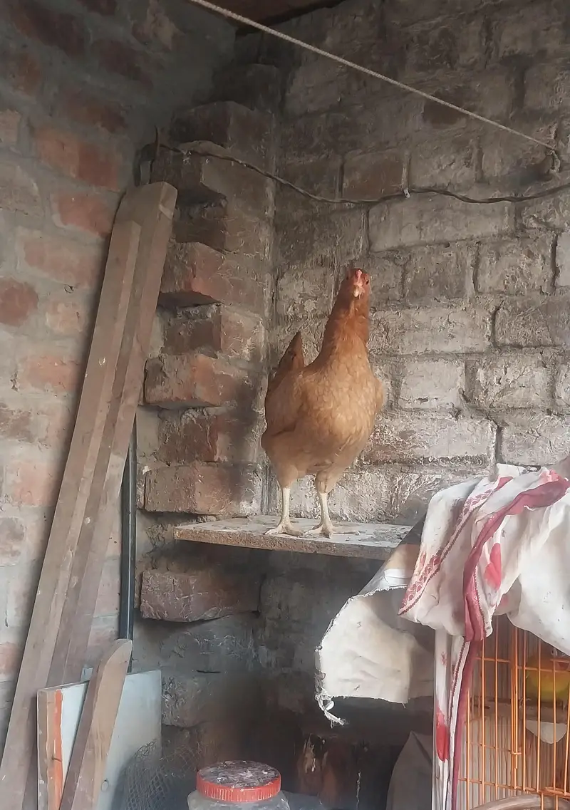 golden misri hens male and female — photo 2