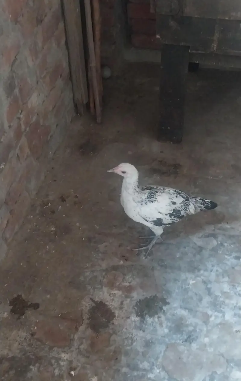 golden misri hens male and female — photo 3