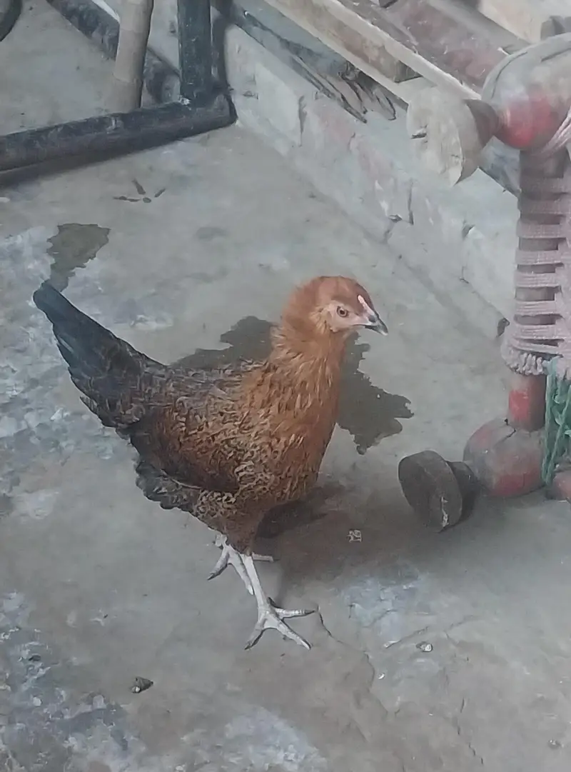 golden misri hens male and female — photo 4