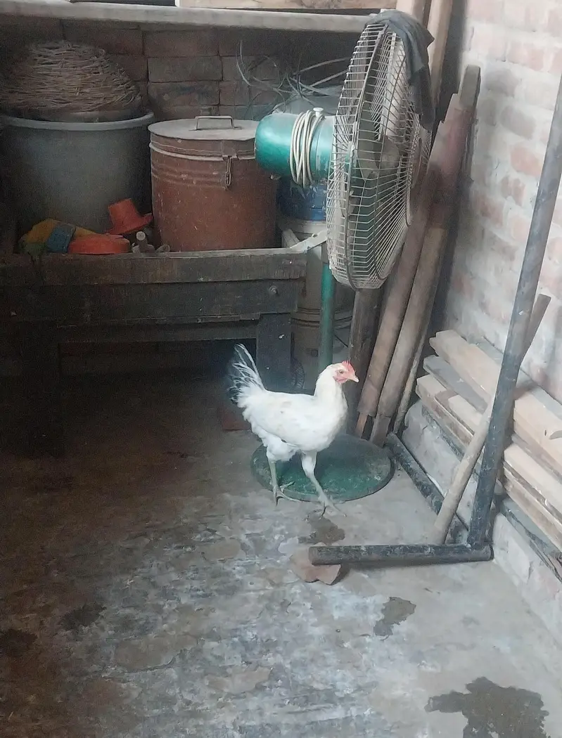 golden misri hens male and female — photo 5