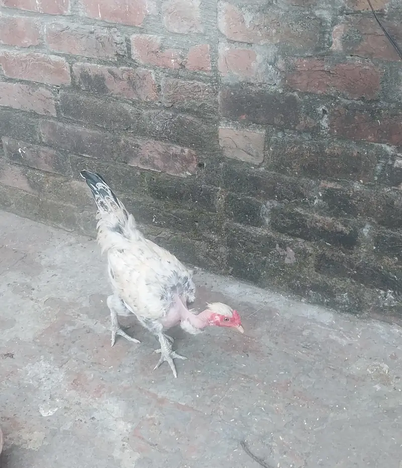 golden misri hens male and female — photo 6