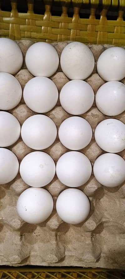 desi egg