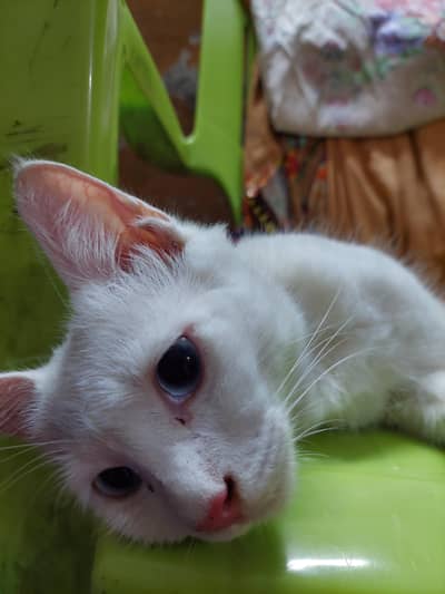 kitty for sell