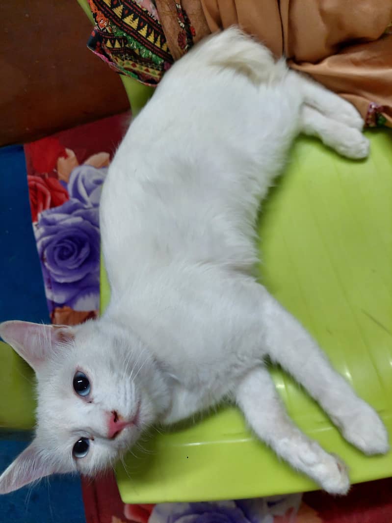 kitty for sell 1