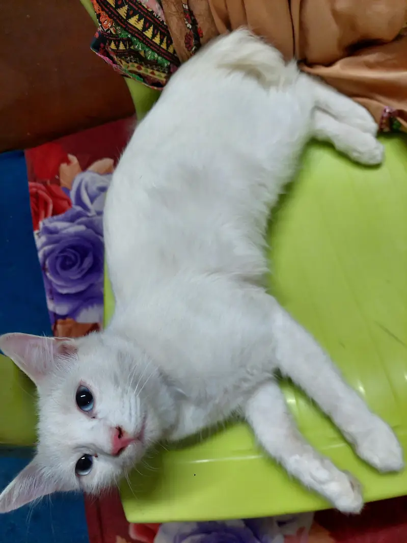 kitty for sell — photo 2