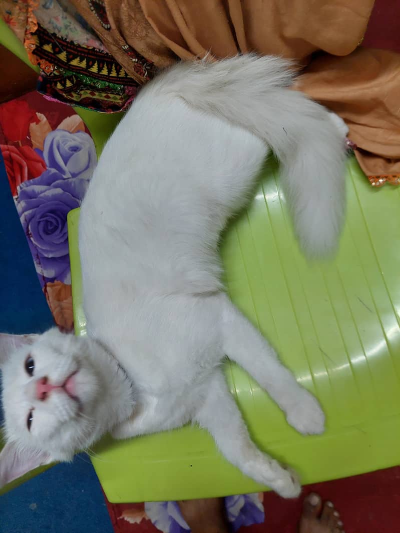 kitty for sell 2