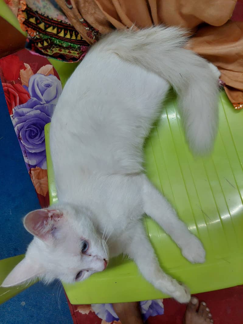 kitty for sell 3