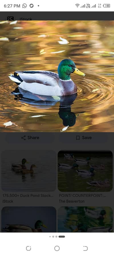 ducks lovers