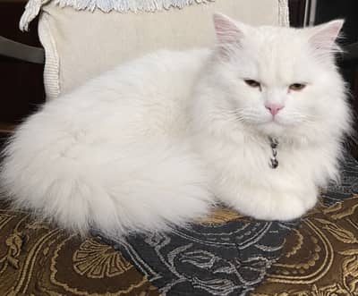 Male breeder home grown male persian cat