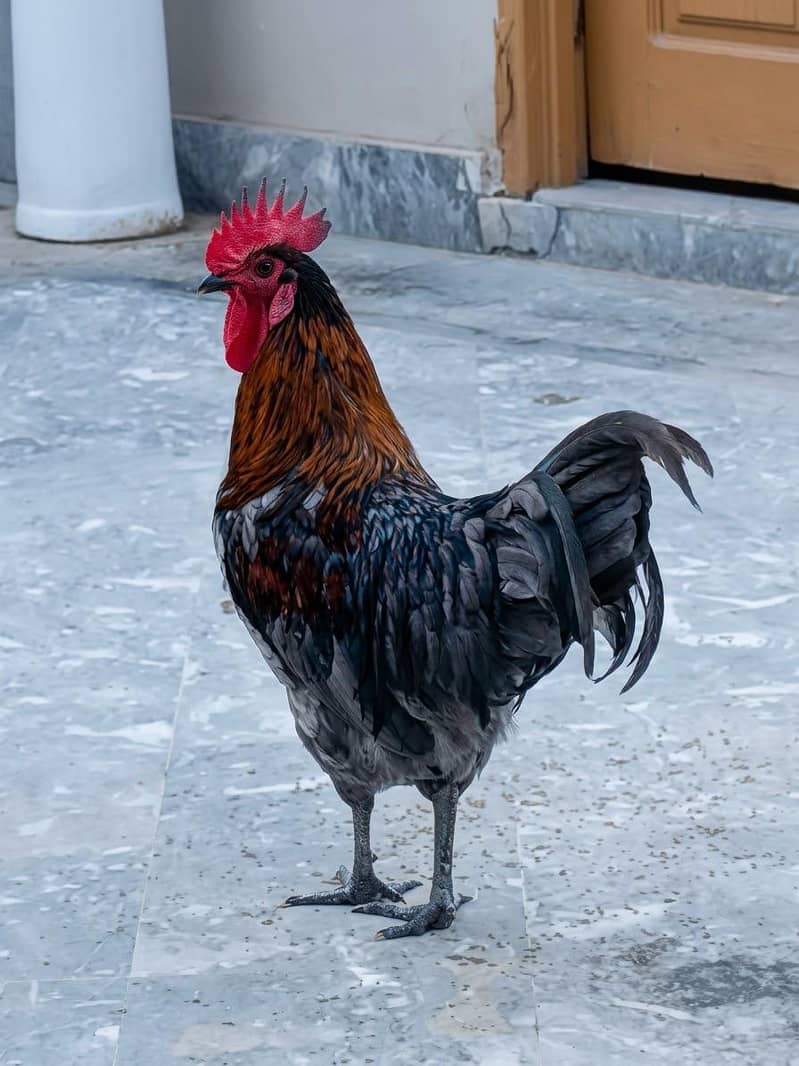 Australorp hens 5