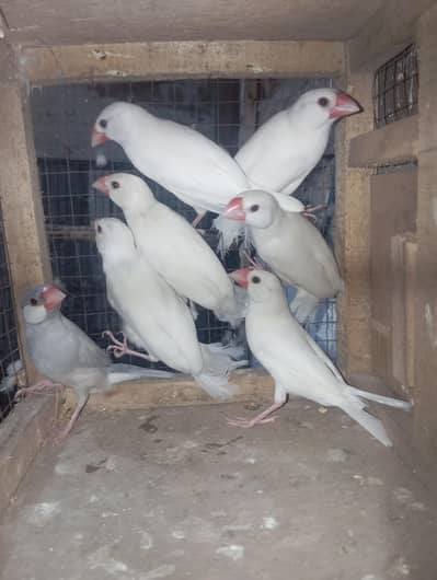 java finch per pc