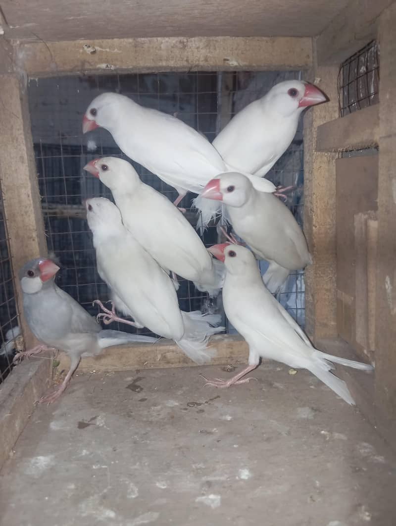 java finch per pc 0
