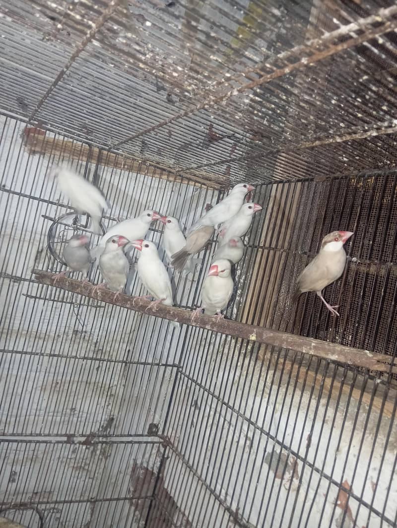 java finch per pc 1