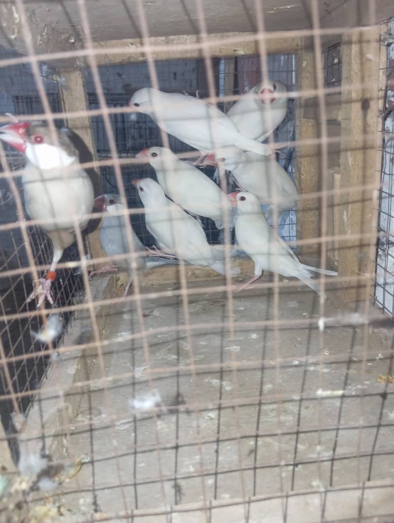 java finch per pc 3