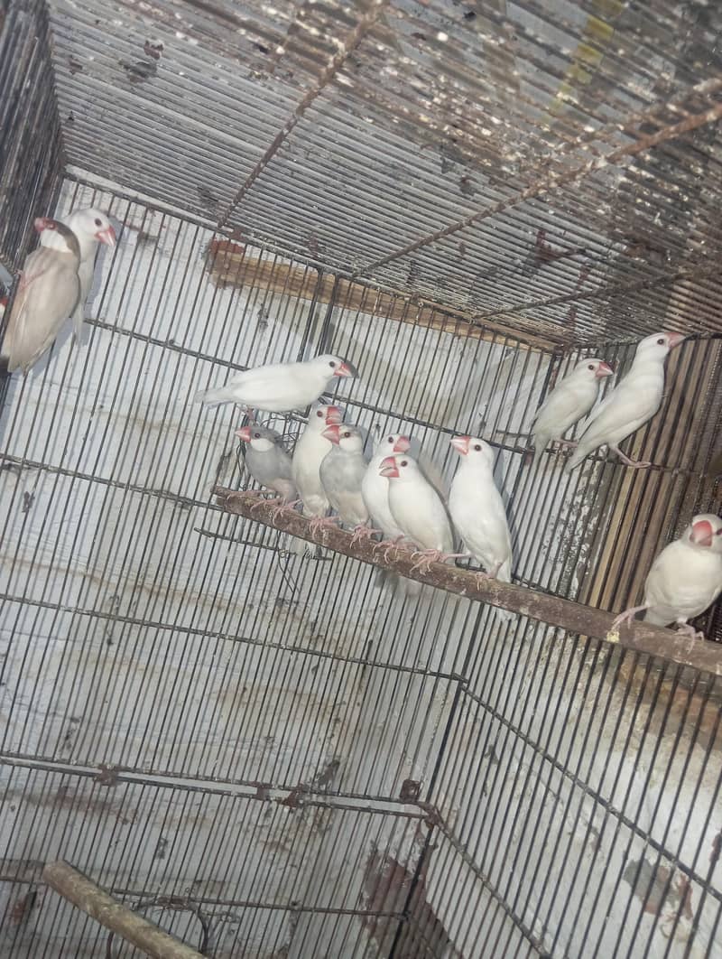 java finch per pc 4