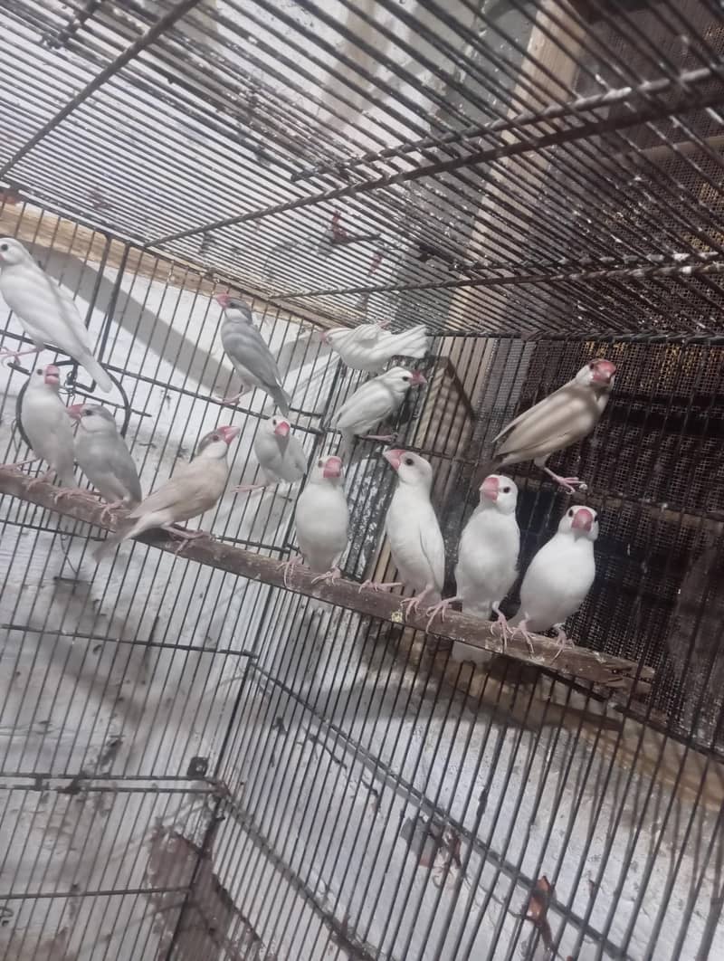 java finch per pc 5