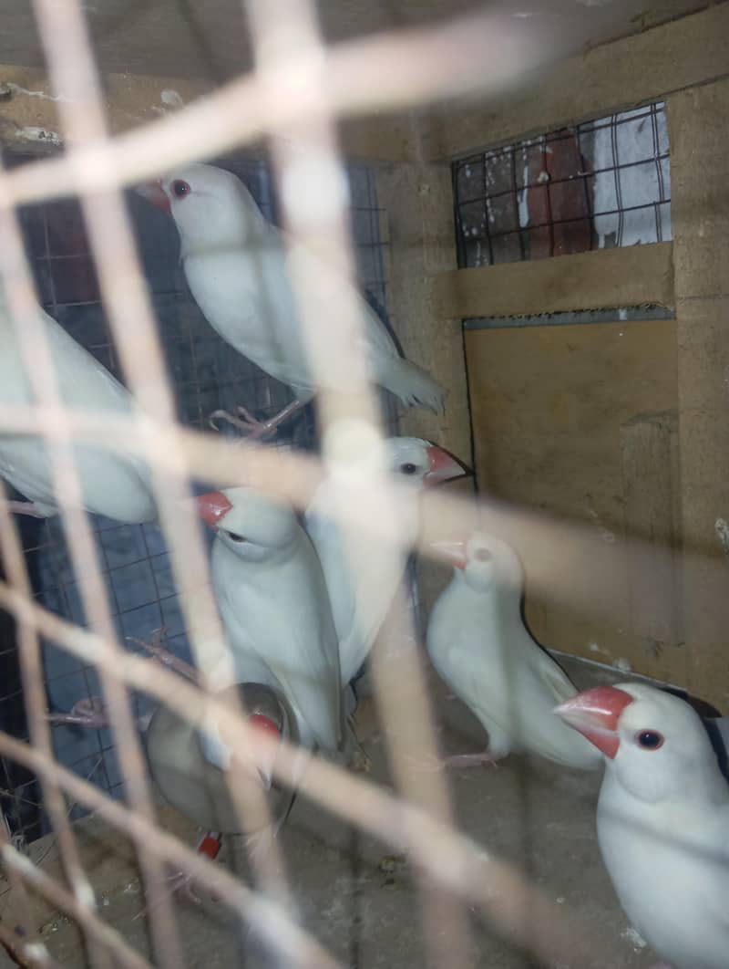 java finch per pc 7