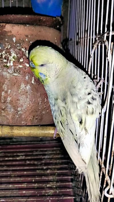 Exhibition female for sale