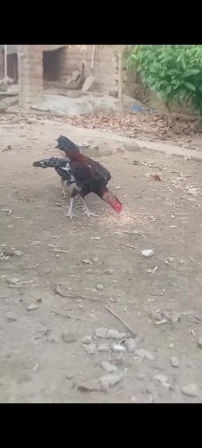pure burmi back footer patha for sale high Quality bird