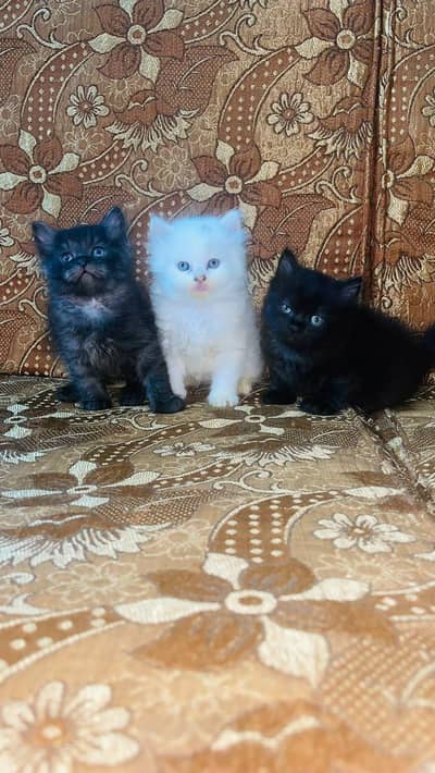 Cute and Fluffy Kittens for Sale!