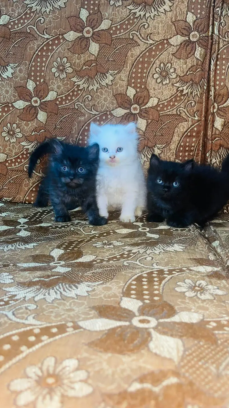 Cute and Fluffy Kittens for Sale! — photo 2