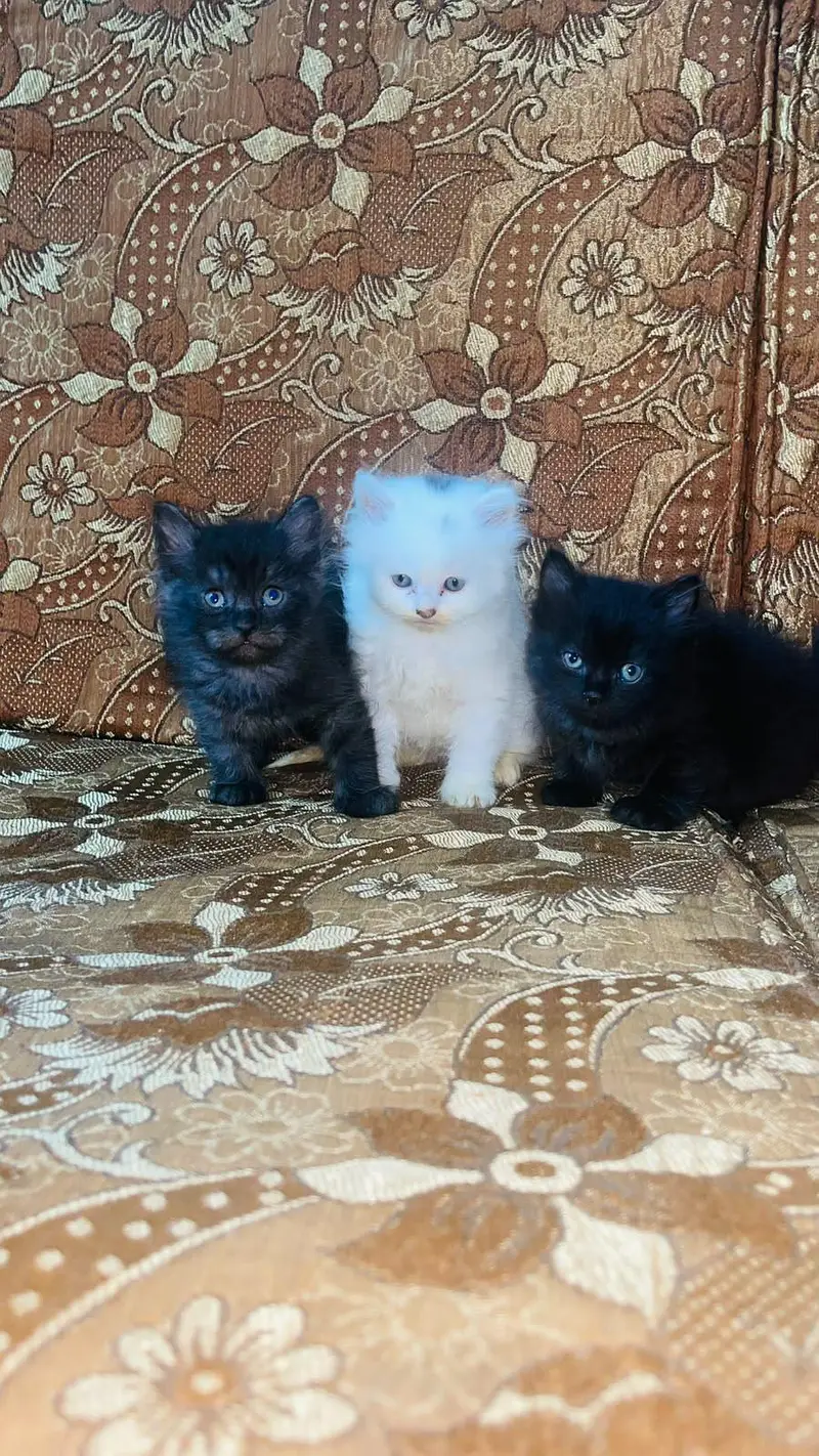 Cute and Fluffy Kittens for Sale! — photo 3