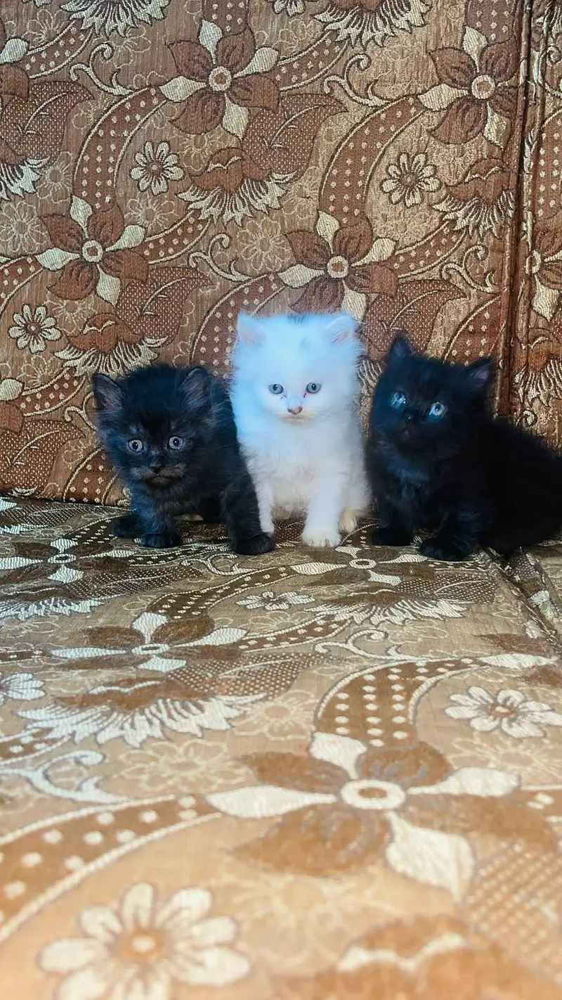 Cute and Fluffy Kittens for Sale! — photo 4