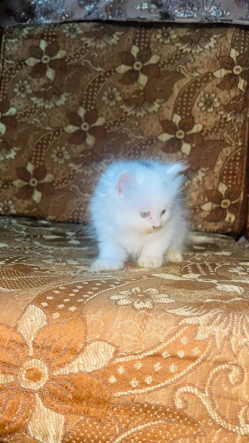 Cute and Fluffy Kittens for Sale! — photo 5