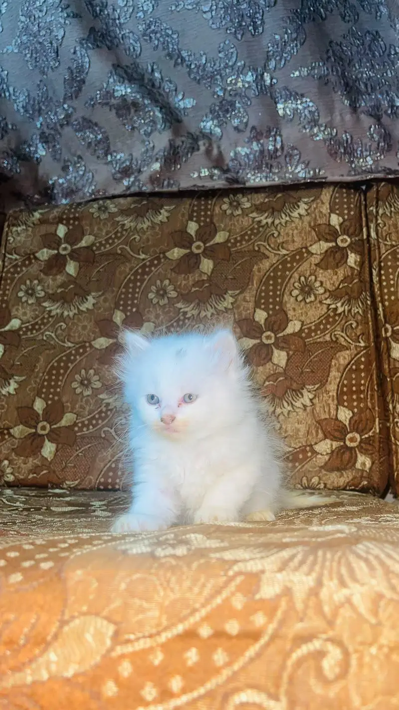 Cute and Fluffy Kittens for Sale! — photo 6