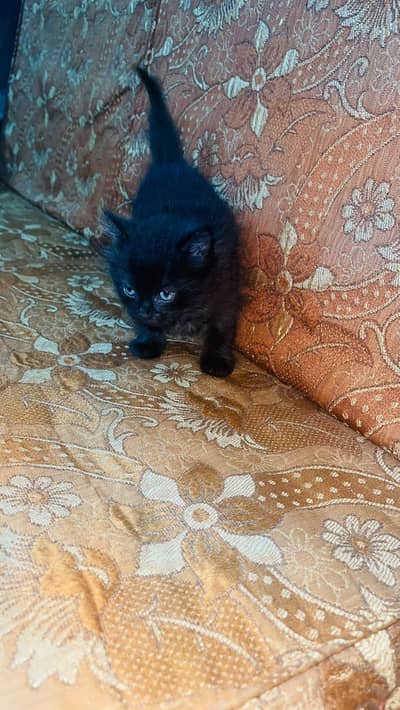 Cute and Fluffy Kittens for Sale!