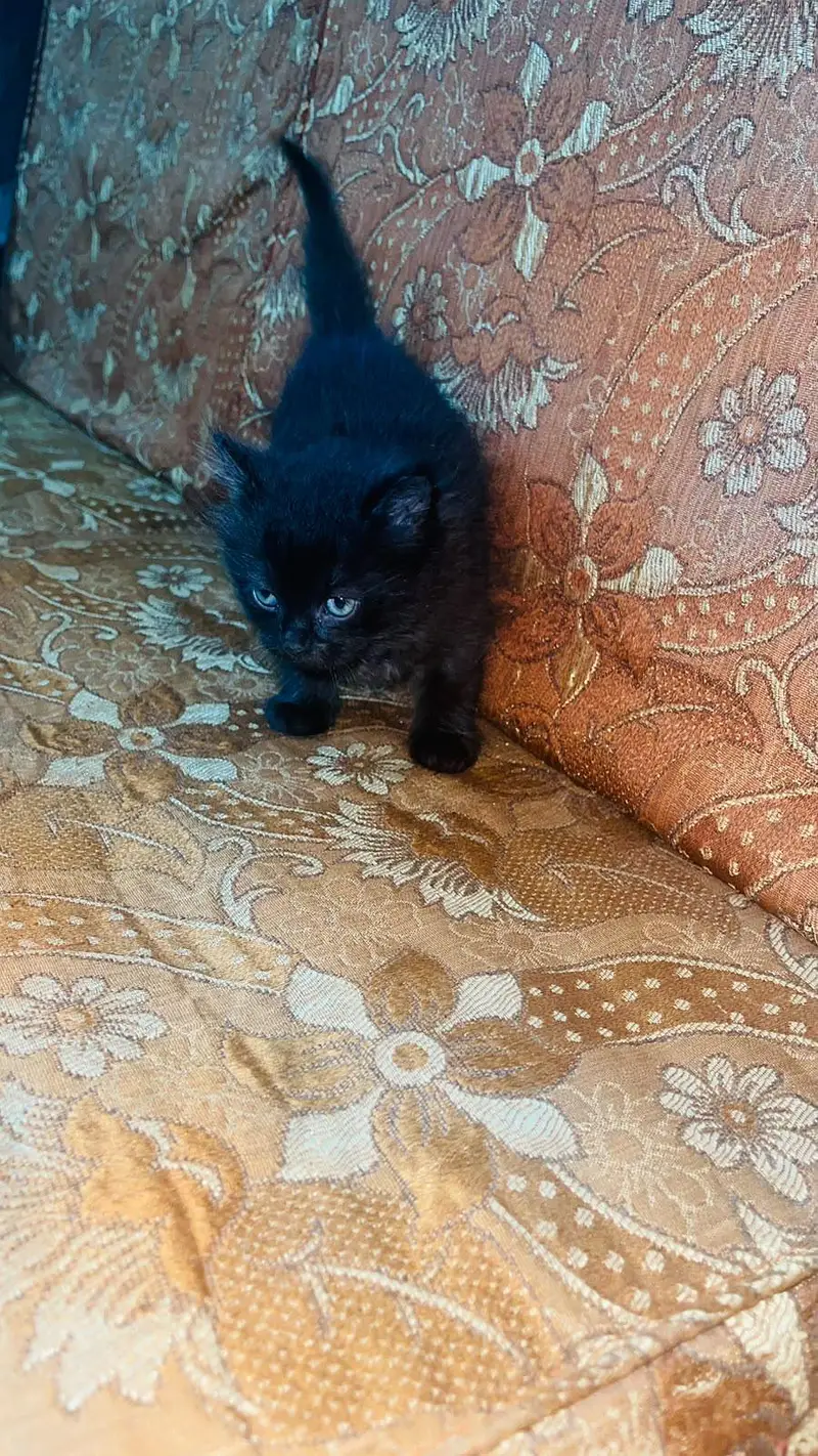 Cute and Fluffy Kittens for Sale! — photo 7