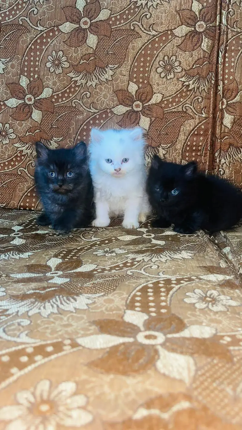 Cute and Fluffy Kittens for Sale! — photo 8