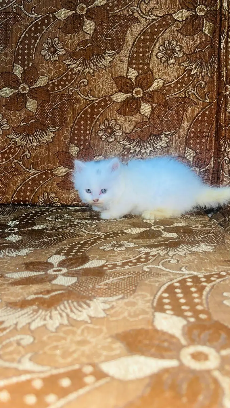 Cute and Fluffy Kittens for Sale! — photo 9