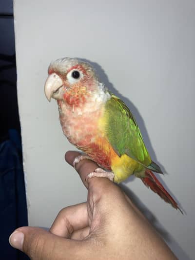 tame pineapple conure