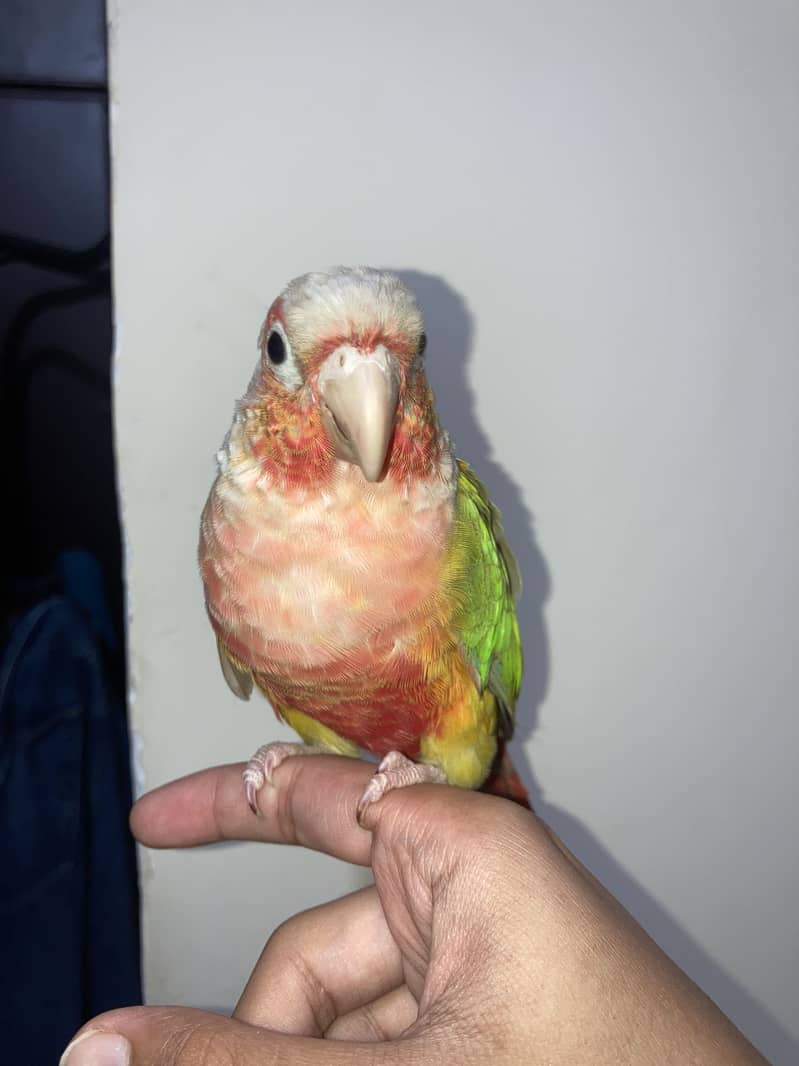 tame pineapple conure 1