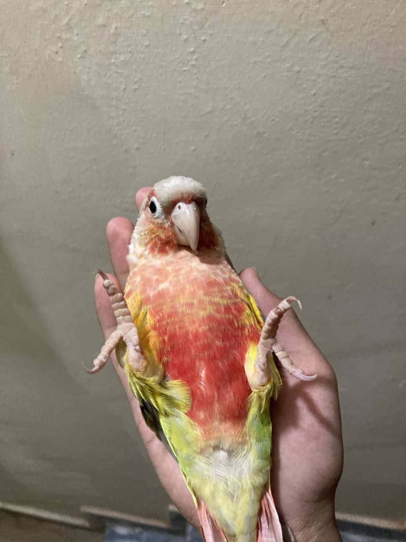 tame pineapple conure 2