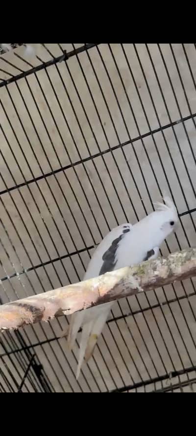 Age 2 years male and female vpied