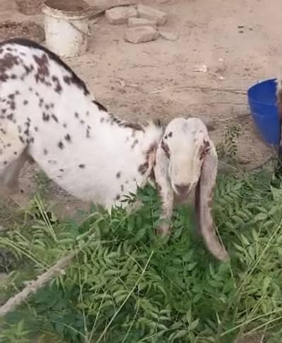 Bakra for sale goat