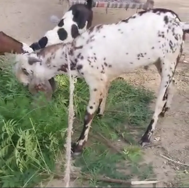 Bakra for sale goat — photo 2