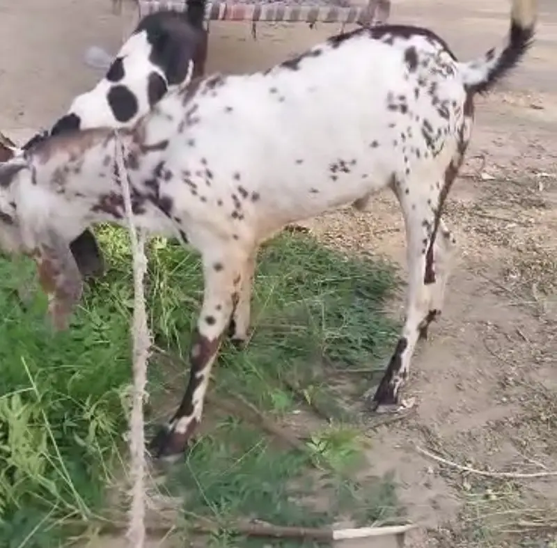 Bakra for sale goat — photo 3