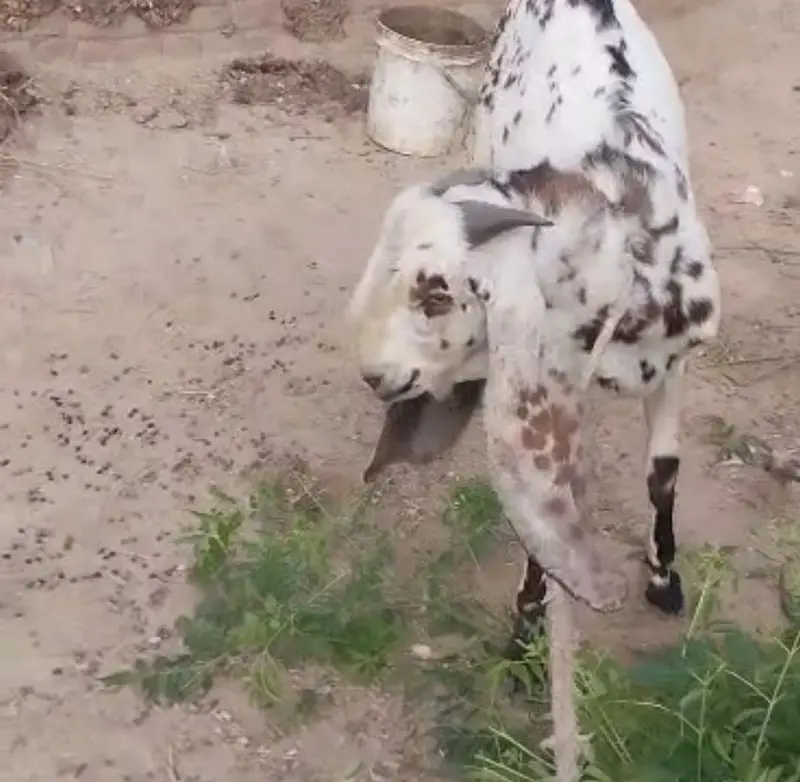 Bakra for sale goat — photo 4