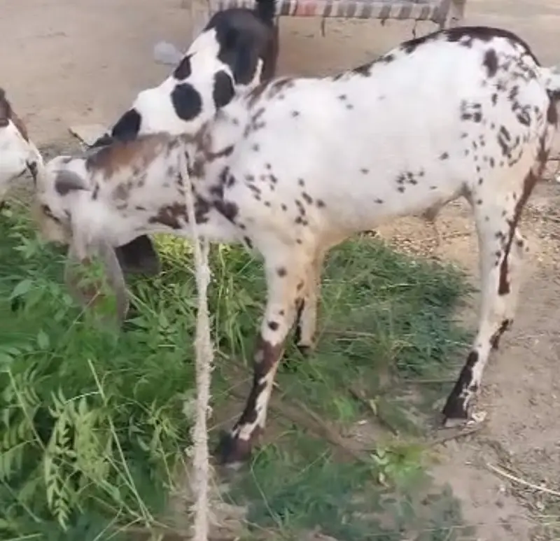 Bakra for sale goat — photo 5