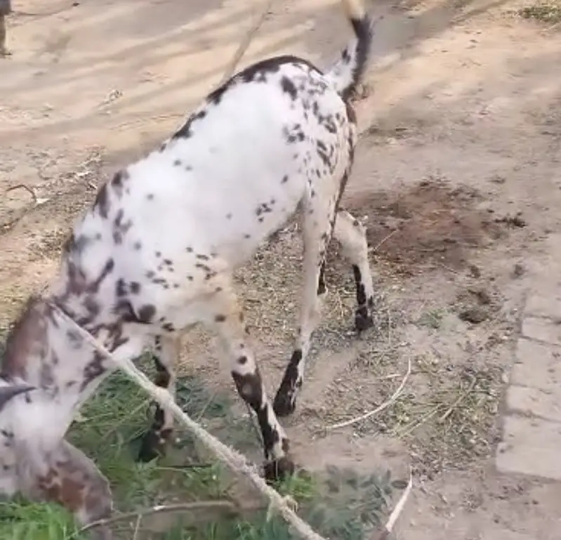 Bakra for sale goat — photo 6