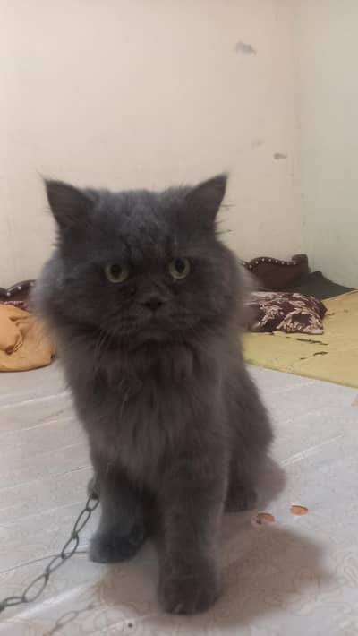 Punch face Full breeder full friendly male cat for sale