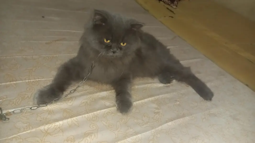 Punch face Full breeder full friendly male cat for sale — photo 2